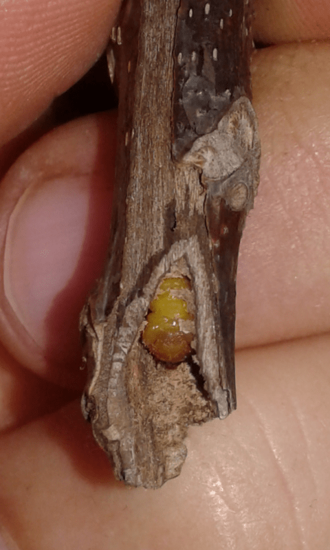 Larve di Cerambycidae ?  S,  di Oberea linearis